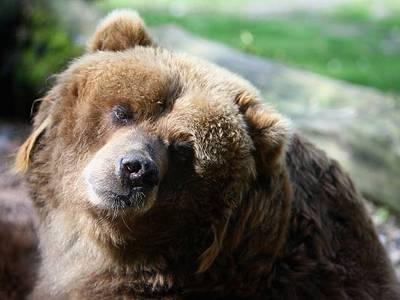 CelestiaはDAモジュールの看板になるのでしょうか？